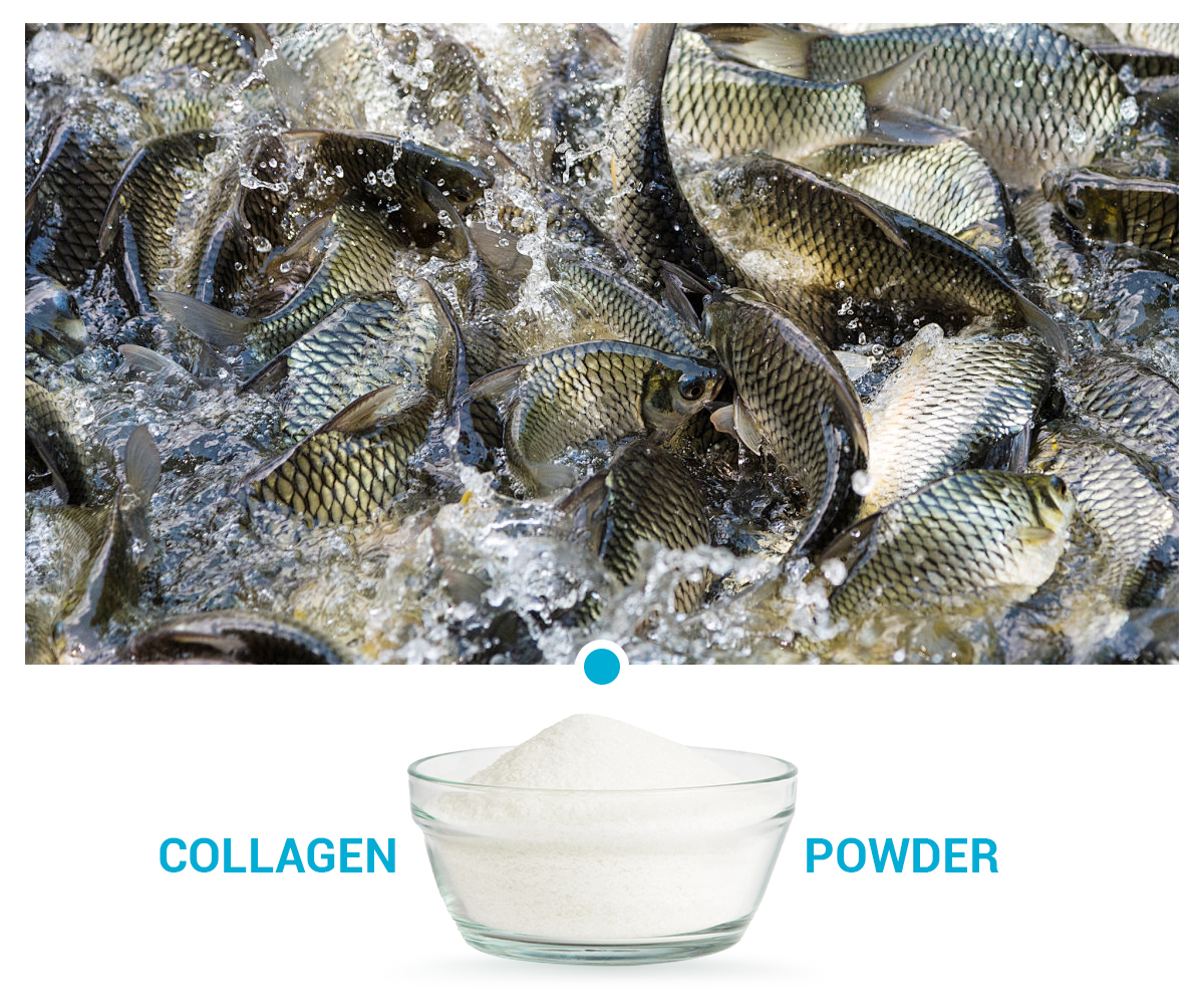 Fish Collagen Peptides