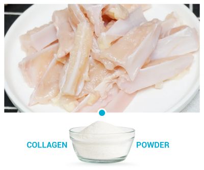 Collagen Peptides II